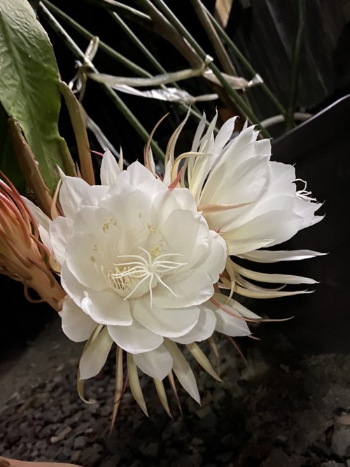 花なれば匂い 花なれば匂い