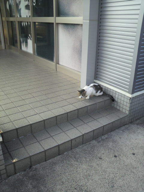 ある猫の様子〜(*_*)
