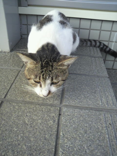 ある猫の様子〜(*_*)