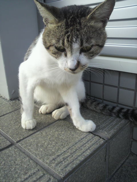 ある猫の様子〜(*_*)