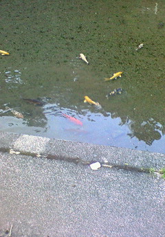 ☆君たち涼しそうだね〜(◎-◎;)