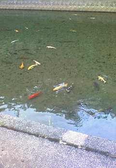 ☆君たち涼しそうだね〜(◎-◎;)