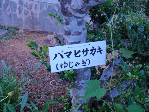 ハマヒサカキ