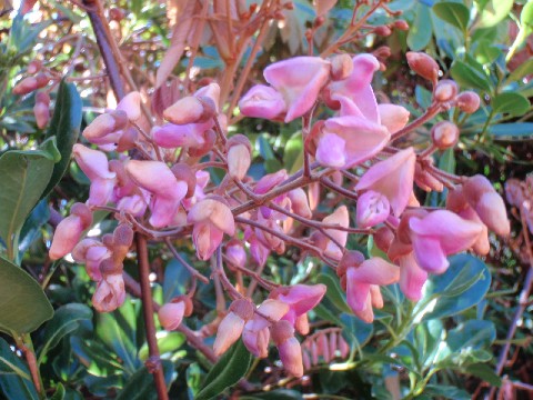 デリスの花