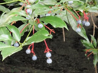 名前が可哀想な樹 ションベンノキ