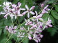 栴檀の花