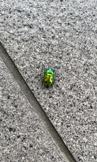 幸運のカメムシ