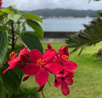 山羊島でのーんびり旅気分