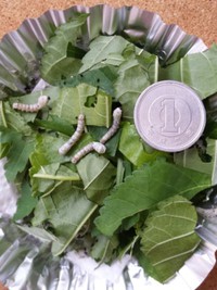 お蚕さん７日目８日目