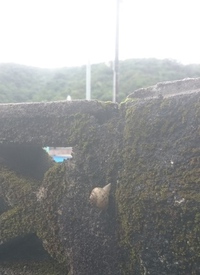 カタツムリ