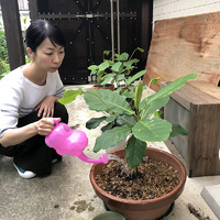 染料の苗木が少しづつ大きくなってます☆