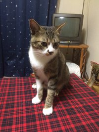 （再々再）迷い猫探しのご協力のお願い！