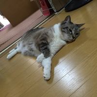 猫の熱中症対策!!