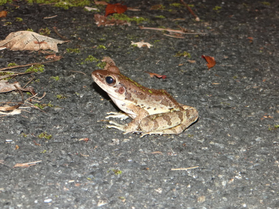 アマミハナサキガエル