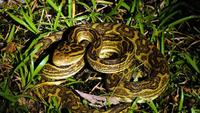 アマミノクロウサギが見れる場所（国立公園）