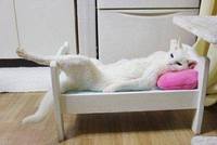 猫の年齢って？