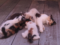 猫って。