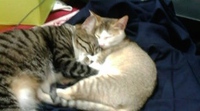 ももちゃん１号(=^x^=)