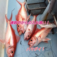 ソデイカ漁には行かず・・・