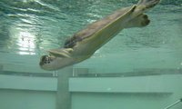 ウミガメ☆ミーティング