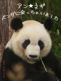 アン★ネギ～パンダに会っちゃいました～