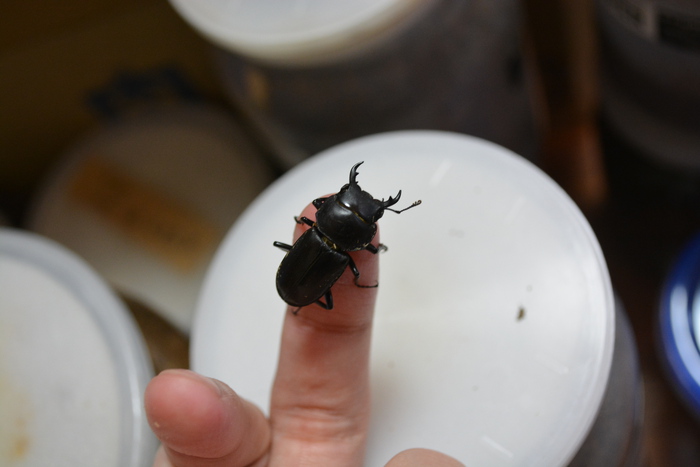 アマミコクワガタの産卵セットを作った話