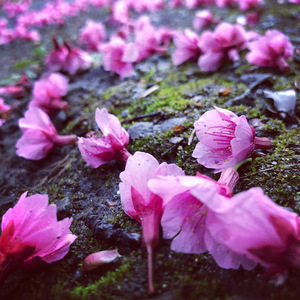 2018　緋寒桜