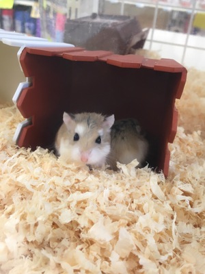 ハムスター　