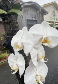 咲いてた！！