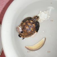 タイマイの子ガメ