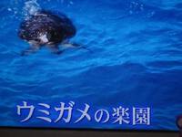 アオウミガメ