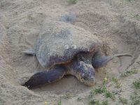 徳之島のウミガメ屋　池村さん