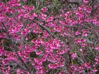 カンヒザクラ（寒緋桜）　　改名