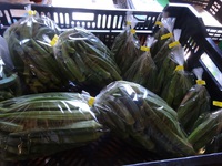 オクラ100円に値下げ　島野菜高騰対策の布石だ