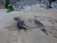 2019上陸産卵集計　沖永良部島ウミガメネットワーク