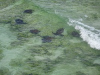 ウミガメ４０頭　国頭ウシュウミ岬