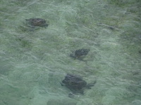 ウミガメの島　沖永良部島