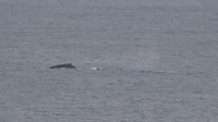陸からクジラが見える島　沖永良部島観光の大きな魅力