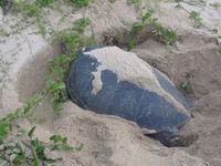 2023鹿児島県のウミガメ状況