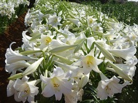 笠石公園のユリの花満開