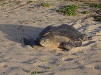 ウミガメ観察時の注意事項