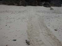 ２０２０　ウミガメ初産卵　沖永良部島ウミガメネット
