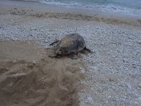 子ガメ観察時の注意事項