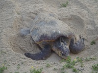 ウミガメ観察会