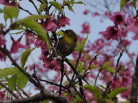 野鳥は１６０種類確認