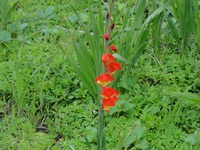 グラジオラス　開花