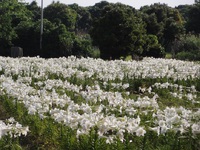 笠石公園　百合満開
