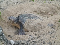 5年前から激減　アカウミガメ