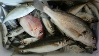 GW中の釣果！大鯵、小鯵などなど。