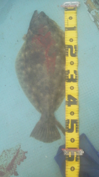 隊長の釣果！ヒラメ！